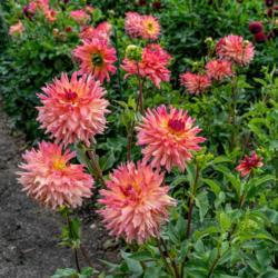 Location: Dahlia Hill, Midland, Michigan
Date: 2018-09-08
Just Peachy dahlia is a lovely blend of peachy pinks and yellows.
