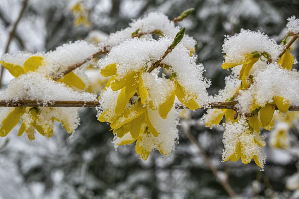 Photo of Forsythia uploaded by arctangent