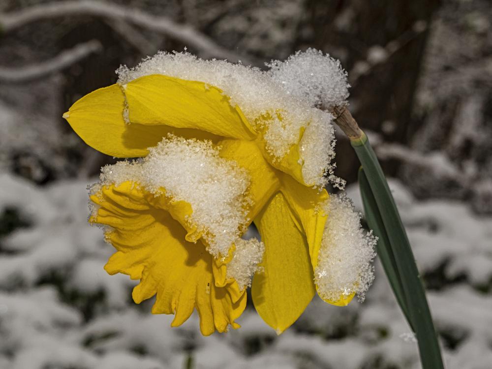 Photo of Daffodils (Narcissus) uploaded by arctangent