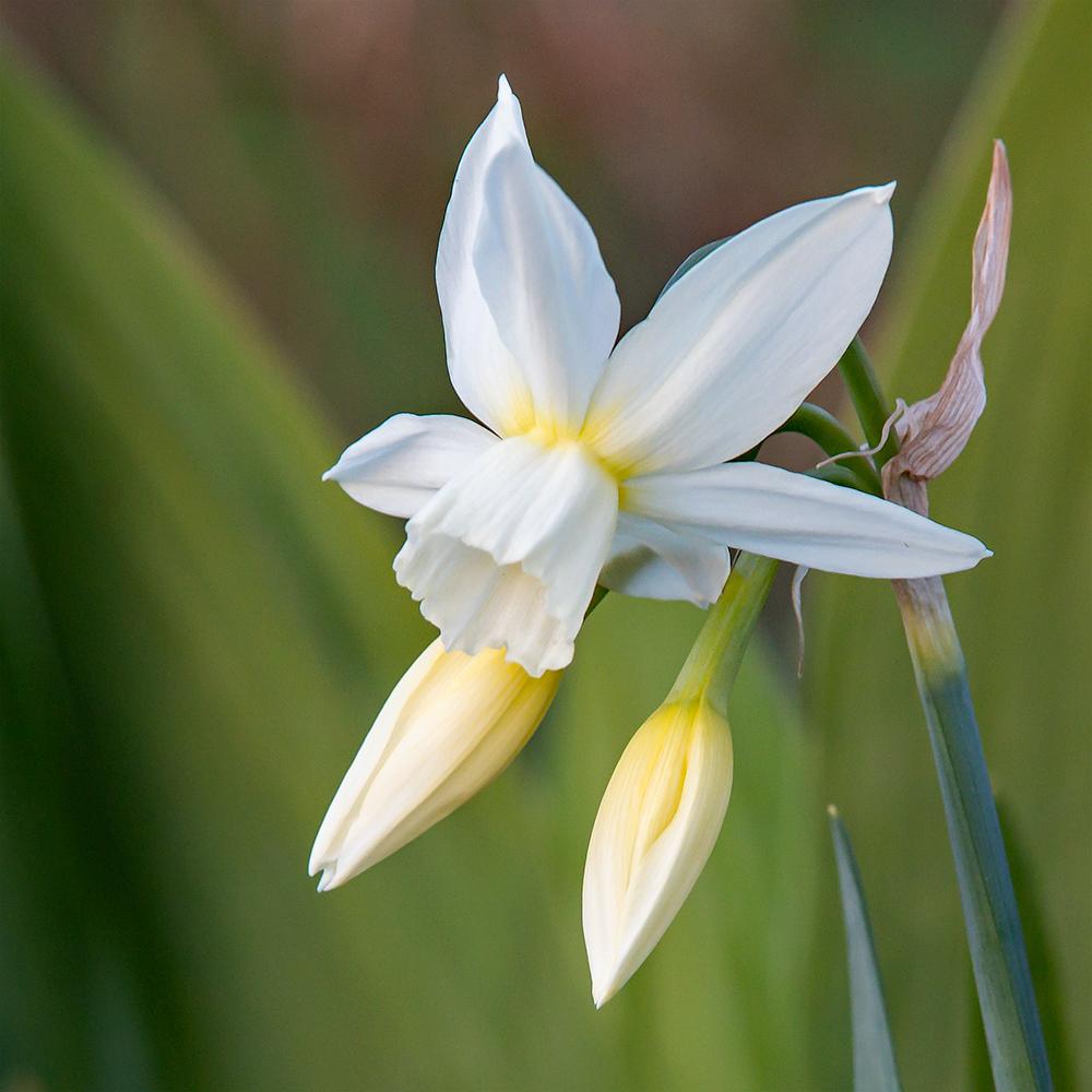 Photo of Triandrus Daffodil (Narcissus 'Thalia') uploaded by dirtdorphins