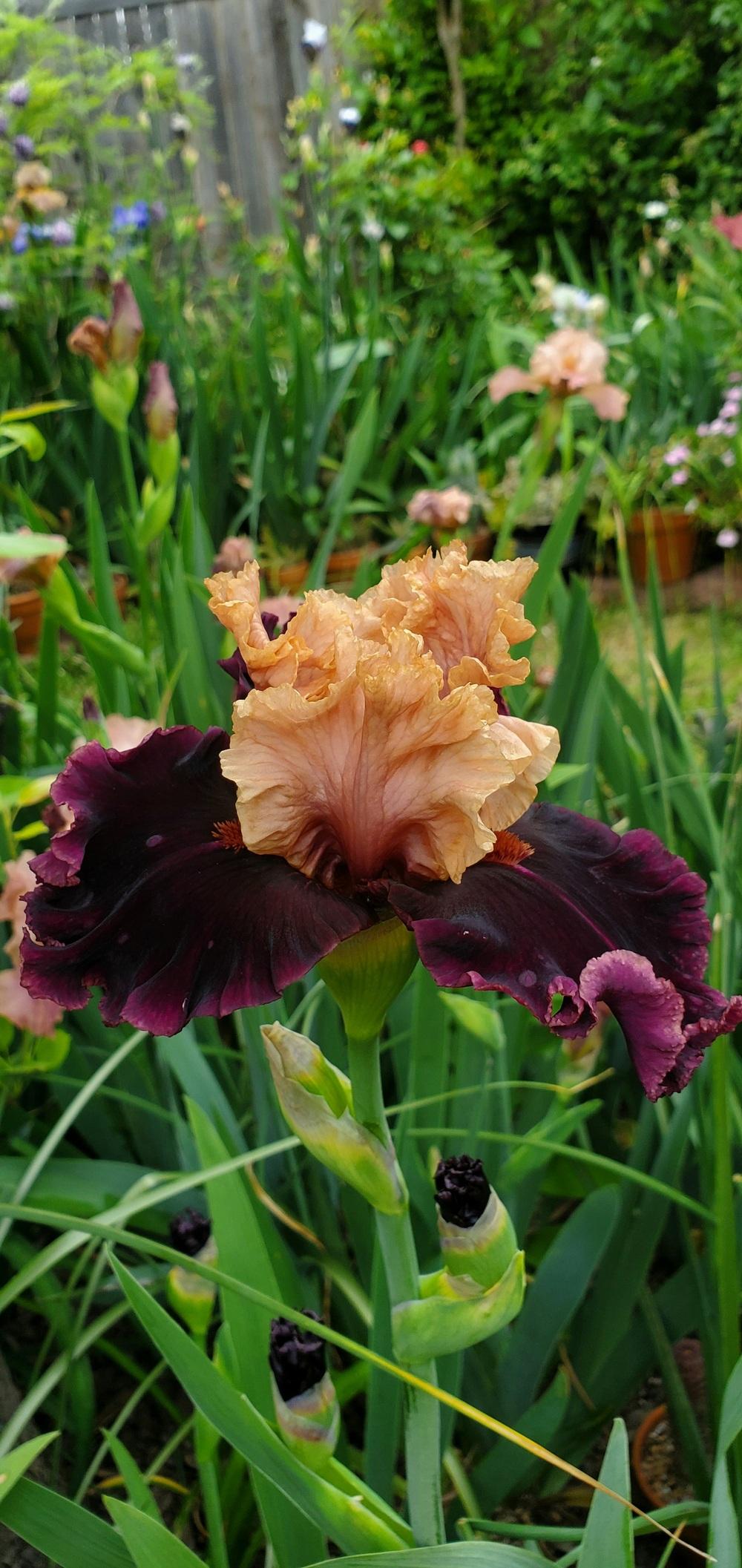 Photo of Tall Bearded Iris (Iris 'Toronto') uploaded by javaMom