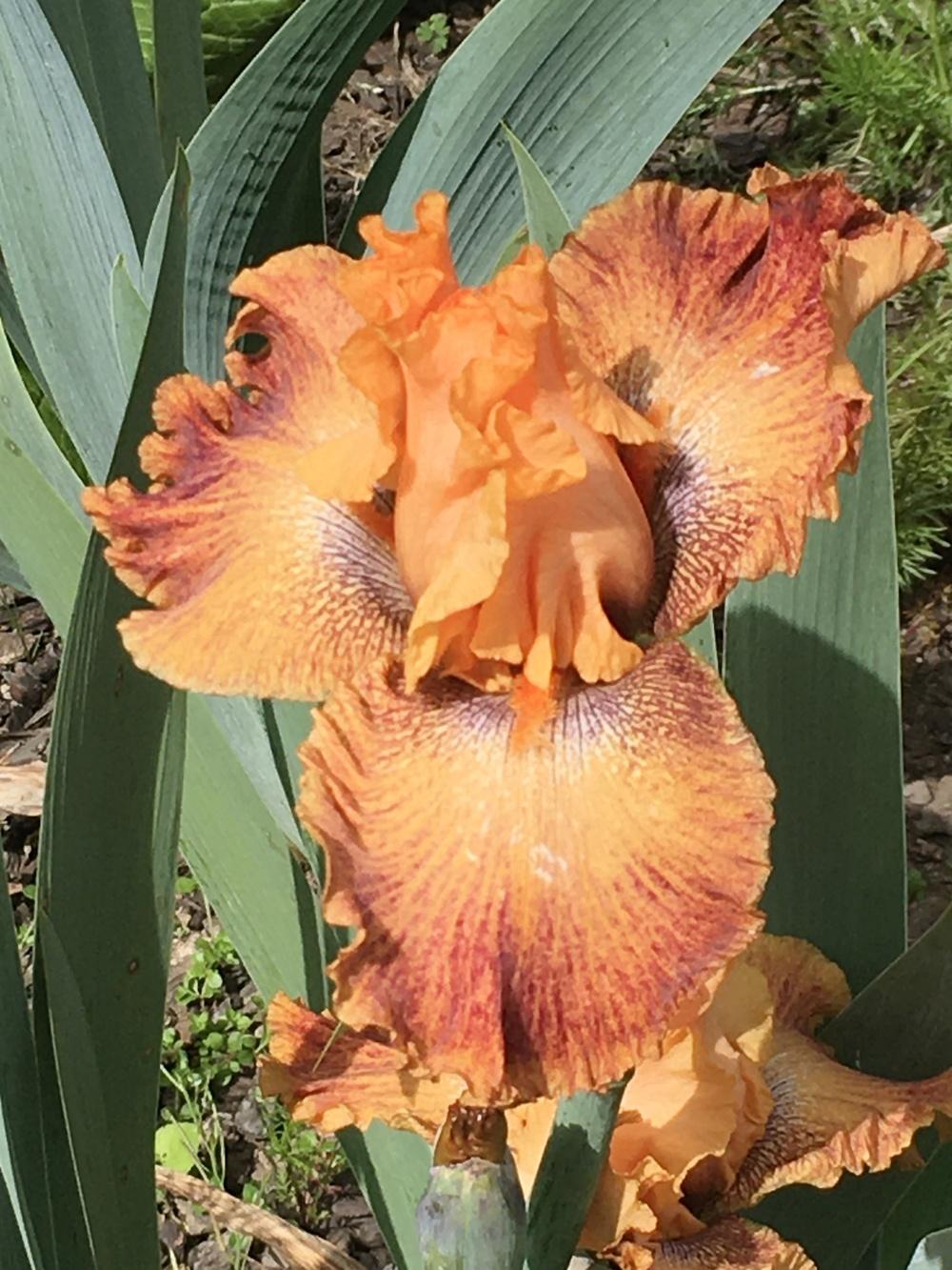 Photo of Border Bearded Iris (Iris 'Wild') uploaded by lilpod13
