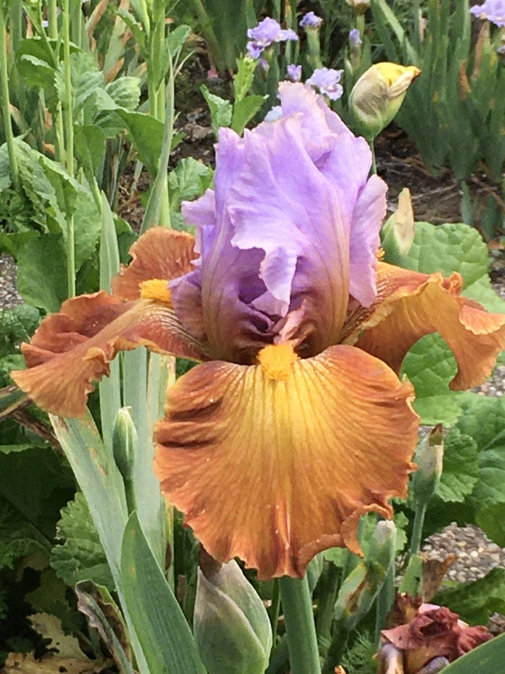 Photo of Tall Bearded Iris (Iris 'Instant Attraction') uploaded by lilpod13