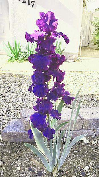 Photo of Tall Bearded Iris (Iris 'Royalty Remembered') uploaded by marysp
