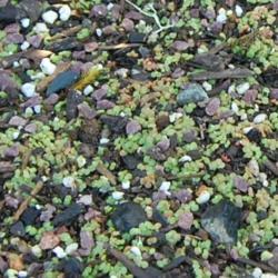 Location: Pacific Northwest, zone 8
Date: 2020-04-11
Newly emerging sempervivum seedlings.