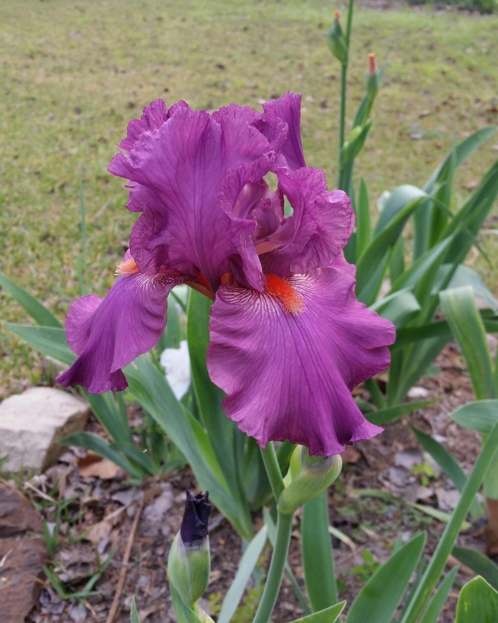 Photo of Tall Bearded Iris (Iris 'Sheer Ecstasy') uploaded by FAIRYROSE