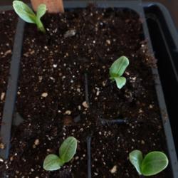 
Date: 2020-04-20
Green Globe Artichoke seedlings