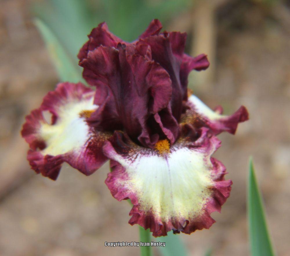 Photo of Tall Bearded Iris (Iris 'Class Ring') uploaded by Ivan_N_Tx