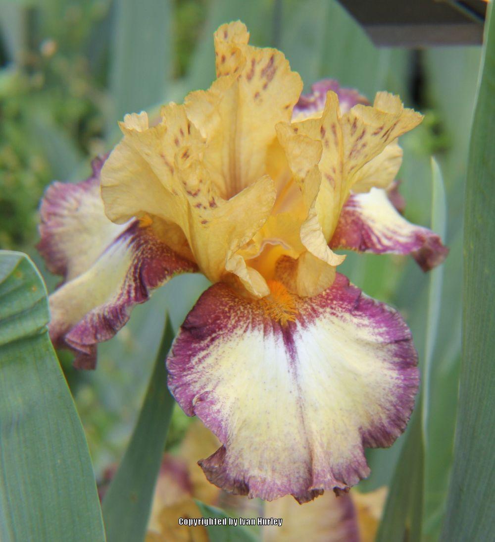 Photo of Border Bearded Iris (Iris 'Bullwinkle') uploaded by Ivan_N_Tx