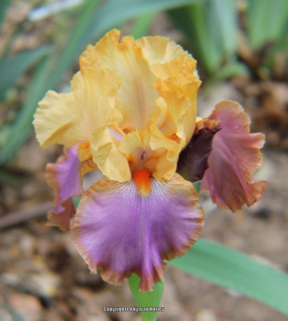 Photo of Tall Bearded Iris (Iris 'Grand Canyon Sunset') uploaded by Ivan_N_Tx