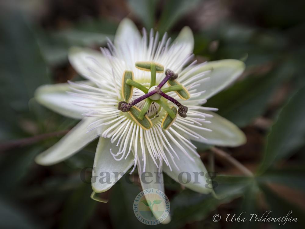 Photo of Hardy Passionflower (Passiflora caerulea 'Constance Elliott') uploaded by Jacaranda