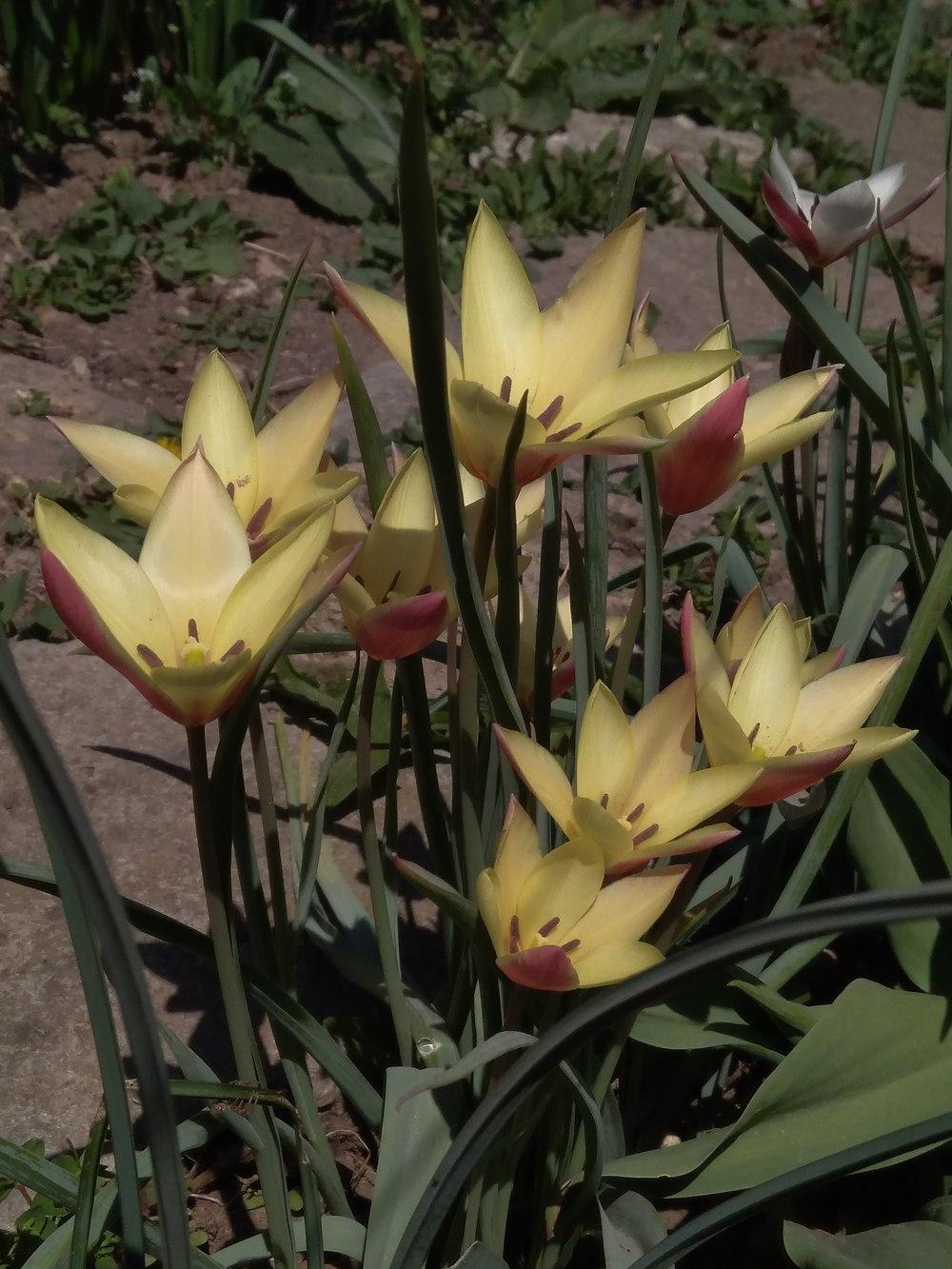 Photo of Lady Tulip (Tulipa clusiana 'Cynthia') uploaded by Nevita