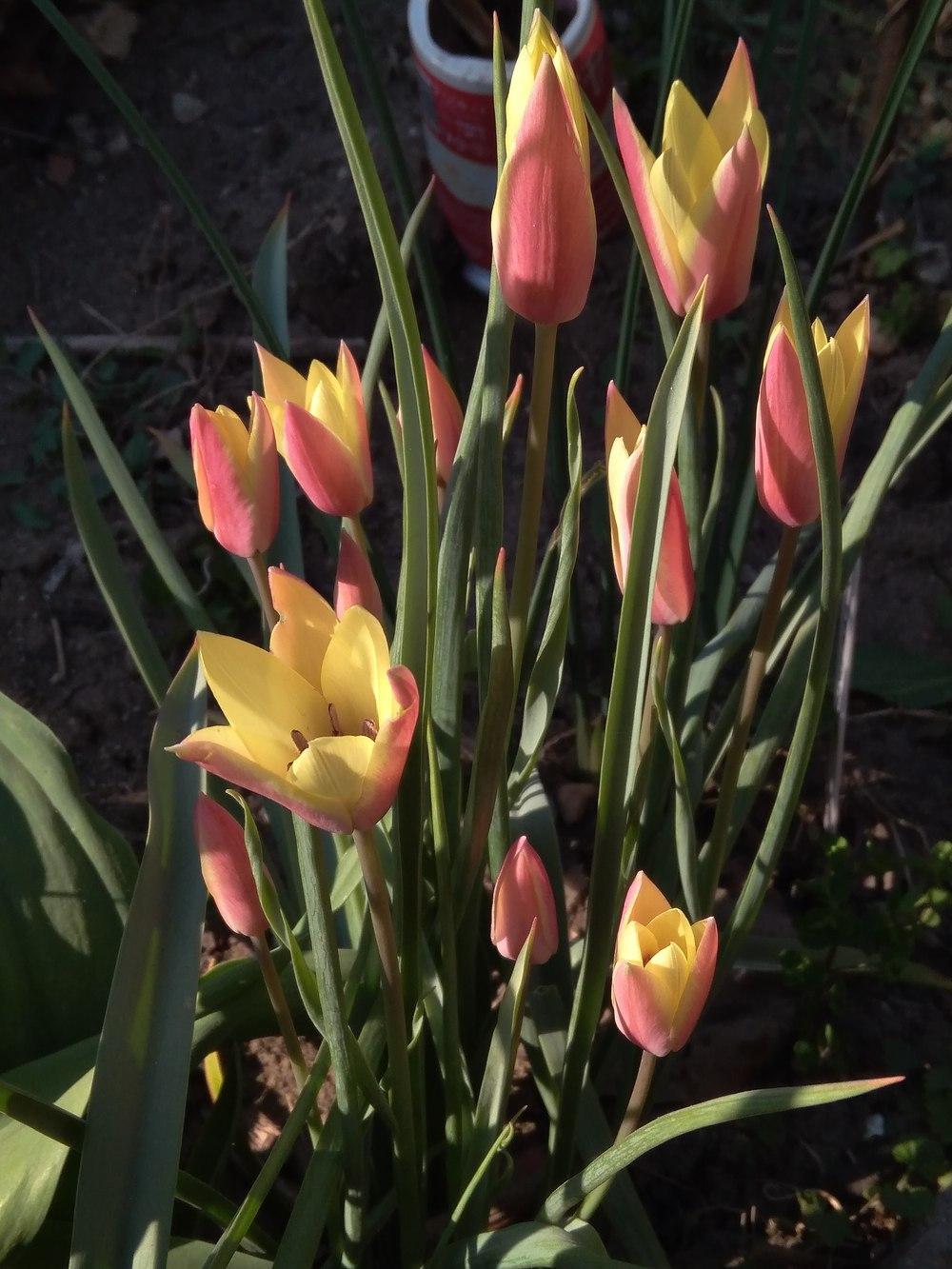 Photo of Lady Tulip (Tulipa clusiana 'Cynthia') uploaded by Nevita