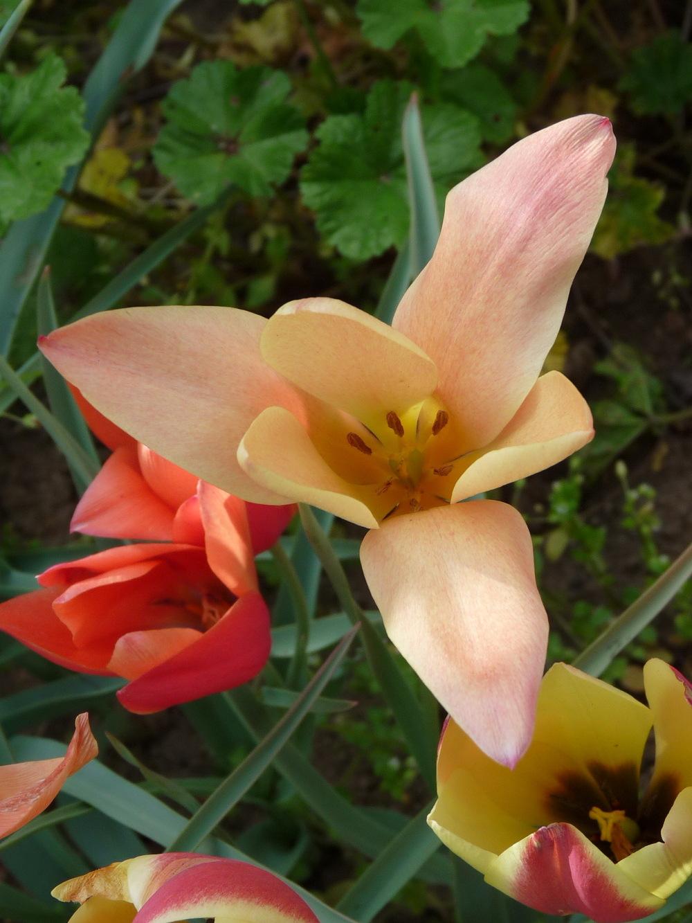 Photo of Tulip (Tulipa clusiana 'Sheila') uploaded by Nevita