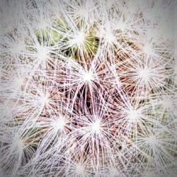 Location: Thomasville, GA USA
Date: 2019-05-17
A close-up capture of the seed head of a dandelion