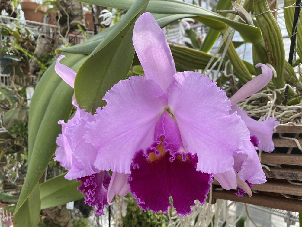 Photo of Orchid (Cattleya Irene Finney [1964] 'Ingrid') uploaded by Ursula