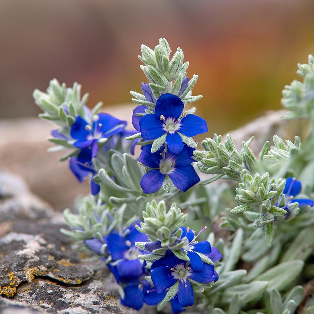 Photo of Woolly Turkish Speedwell (Veronica bombycina) uploaded by dirtdorphins