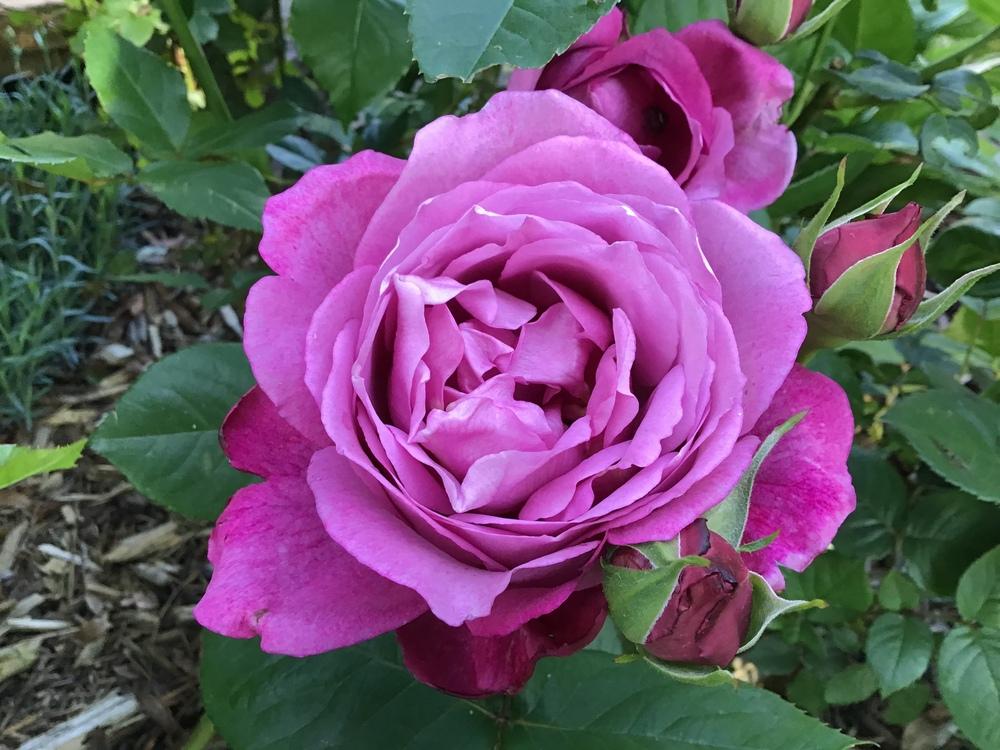 Photo of Rose (Rosa 'Heirloom') uploaded by gardenfish