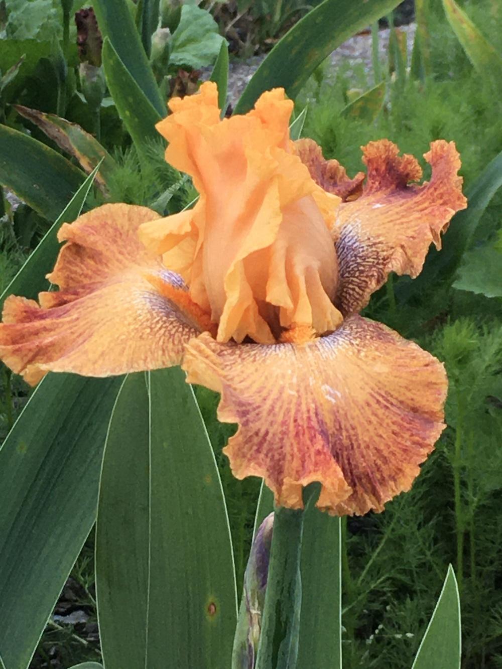Photo of Border Bearded Iris (Iris 'Wild') uploaded by lilpod13