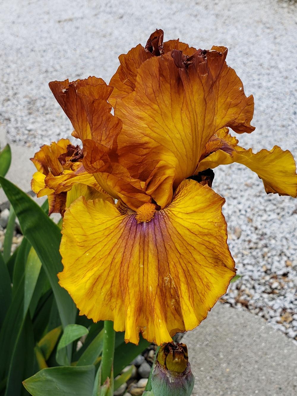 Photo of Tall Bearded Iris (Iris 'Spice Trader') uploaded by AmberIris