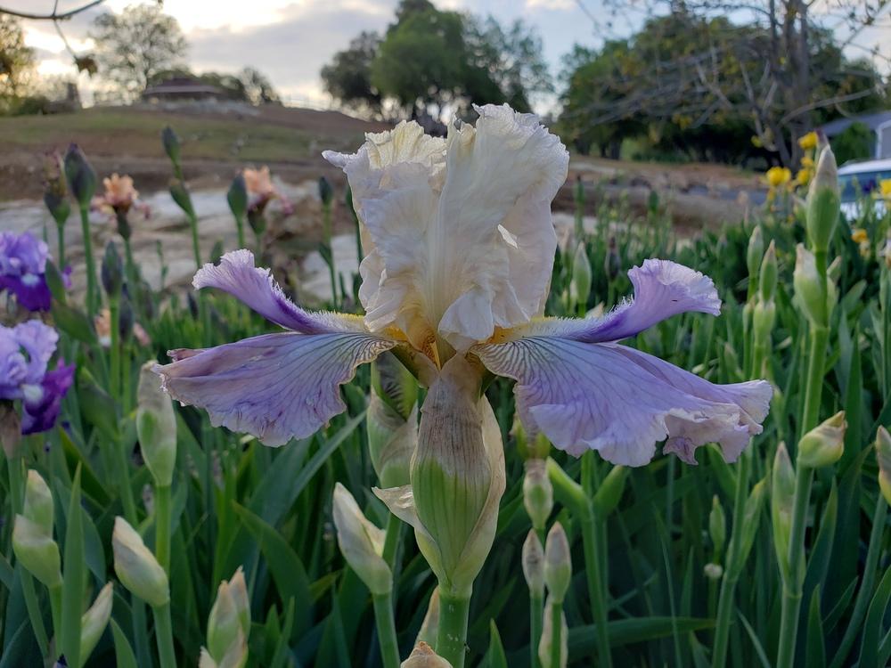 Photo of Tall Bearded Iris (Iris 'Jean Queen') uploaded by AmberIris