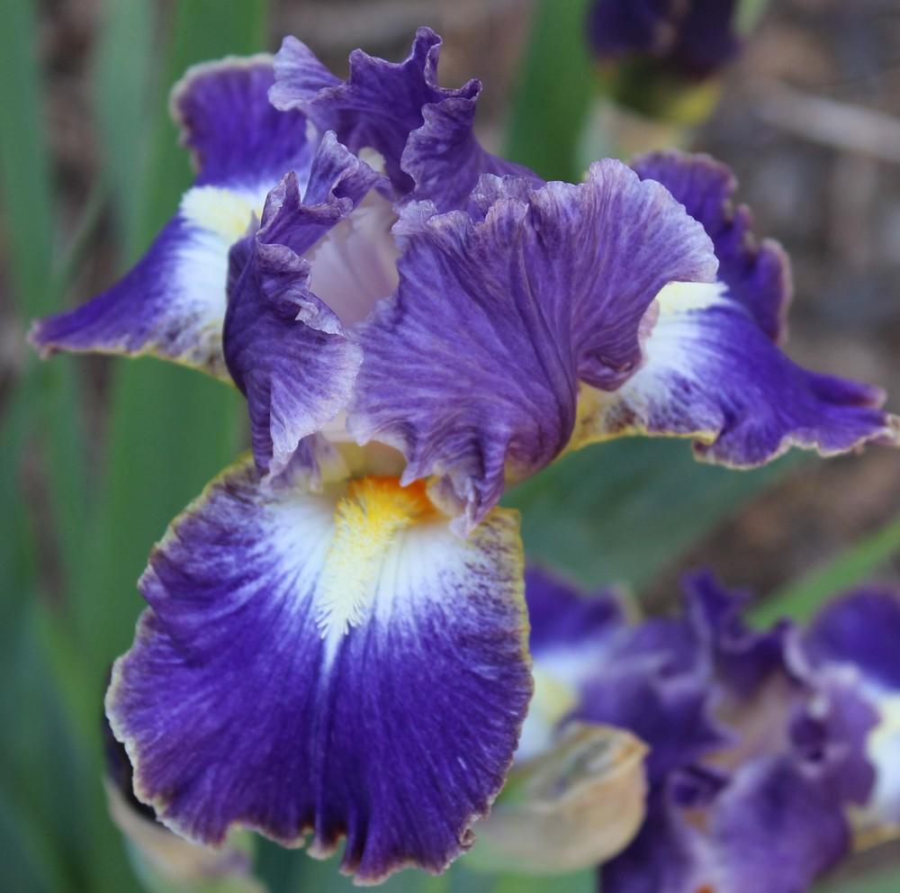 Photo of Intermediate Bearded Iris (Iris 'Happy Now') uploaded by Bloombuddie