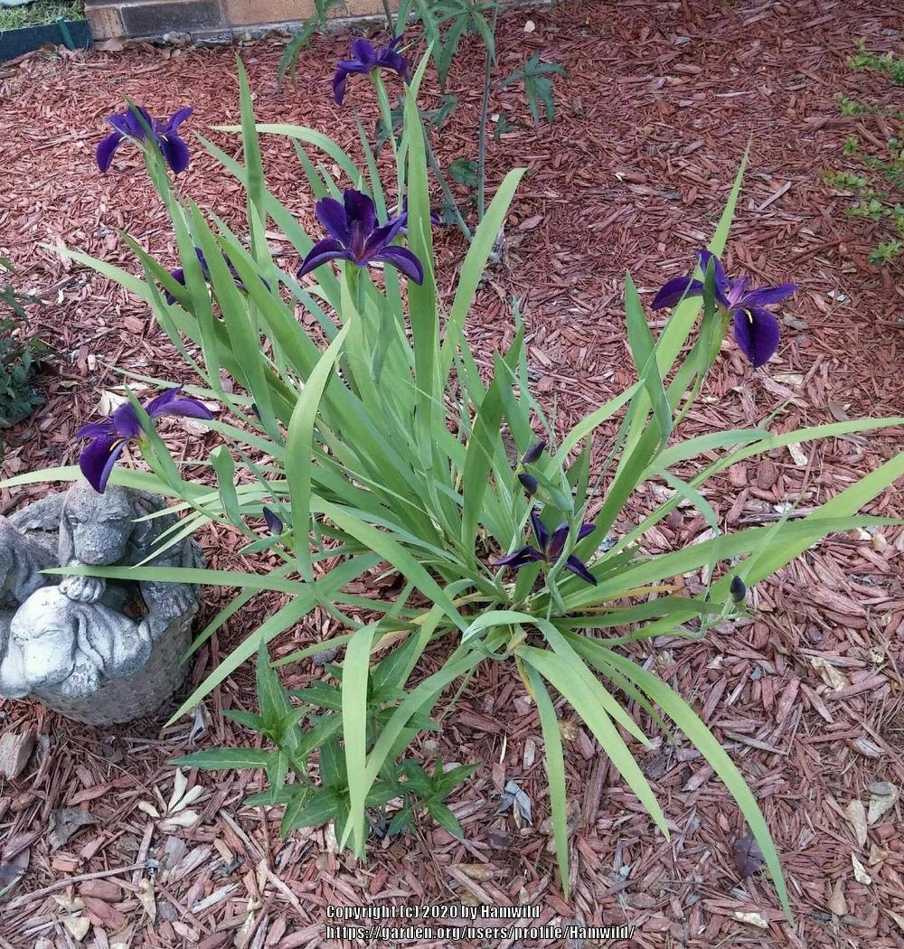 Photo of Louisiana Iris (Iris 'Black Gamecock') uploaded by Hamwild