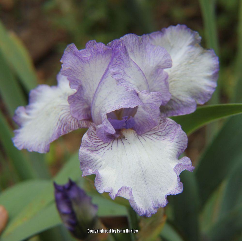 Photo of Tall Bearded Iris (Iris 'Earl of Essex') uploaded by Ivan_N_Tx