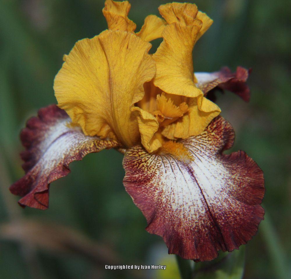Photo of Tall Bearded Iris (Iris 'Broadway') uploaded by Ivan_N_Tx