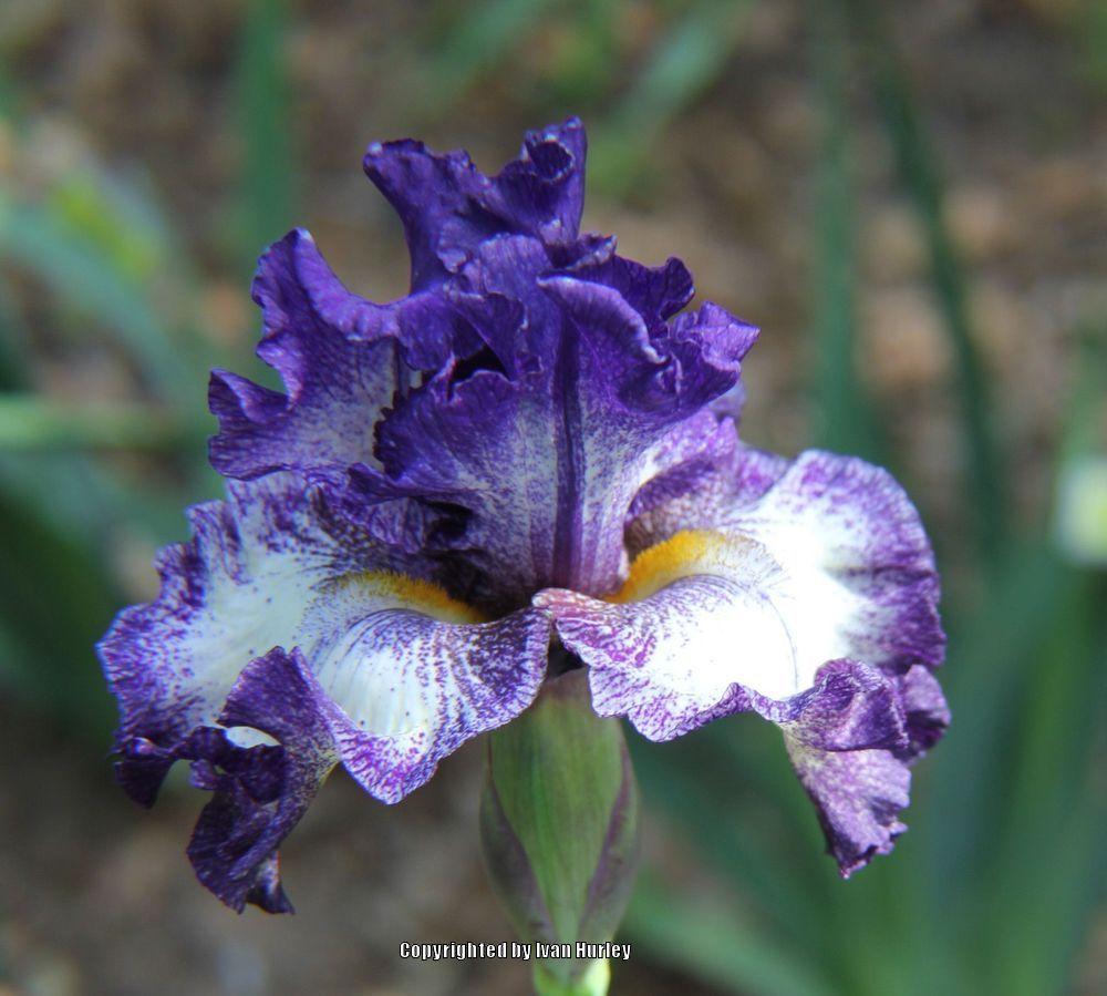 Photo of Tall Bearded Iris (Iris 'Rumor Has It') uploaded by Ivan_N_Tx
