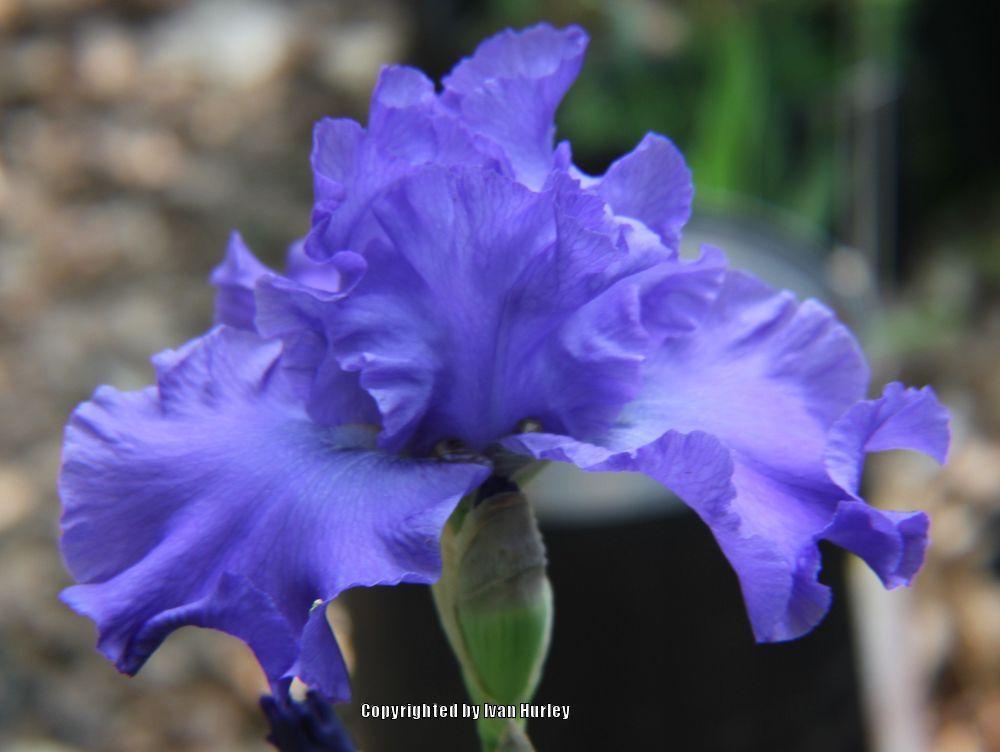 Photo of Tall Bearded Iris (Iris 'Yaquina Blue') uploaded by Ivan_N_Tx