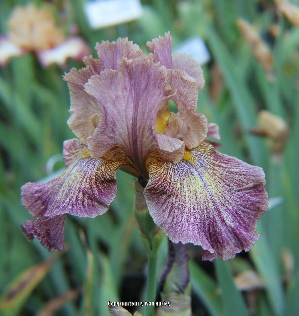 Photo of Tall Bearded Iris (Iris 'Labyrinth of Dots') uploaded by Ivan_N_Tx