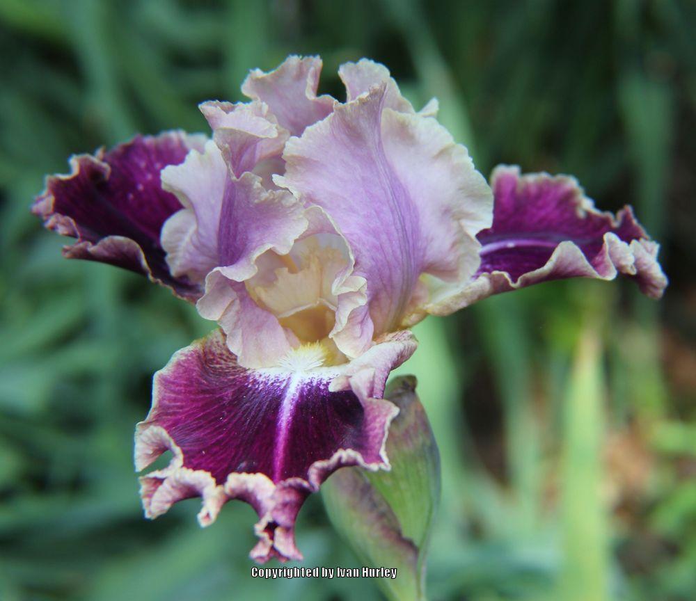Photo of Tall Bearded Iris (Iris 'New Leaf') uploaded by Ivan_N_Tx