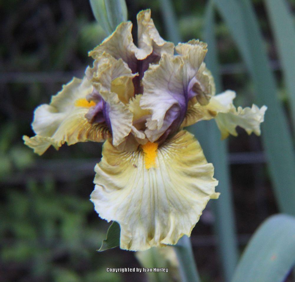 Photo of Tall Bearded Iris (Iris 'Secret Rites') uploaded by Ivan_N_Tx