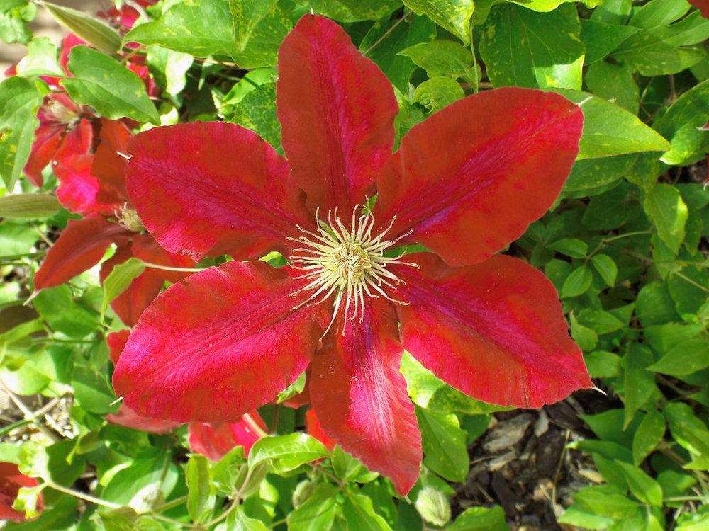 Photo of Clematis 'Niobe' uploaded by chesney123