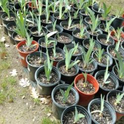 Location: My garden
Date: 2020-04-01
Various iris seedlings. Crossed in 2018.