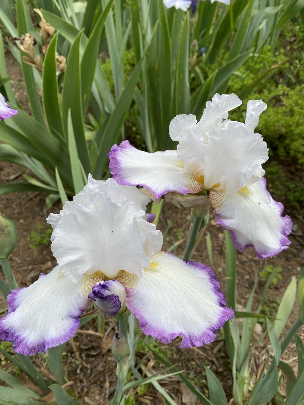 Photo of Tall Bearded Iris (Iris 'Art Faire') uploaded by iciris