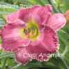 Addalyn Rose, single bloom