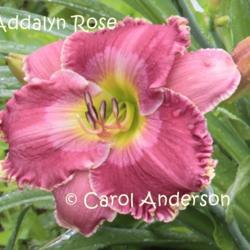 Location: York, PA
Date: 2016-06-25
Addalyn Rose, single bloom