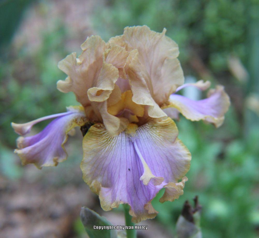 Photo of Tall Bearded Iris (Iris 'Westpointer') uploaded by Ivan_N_Tx