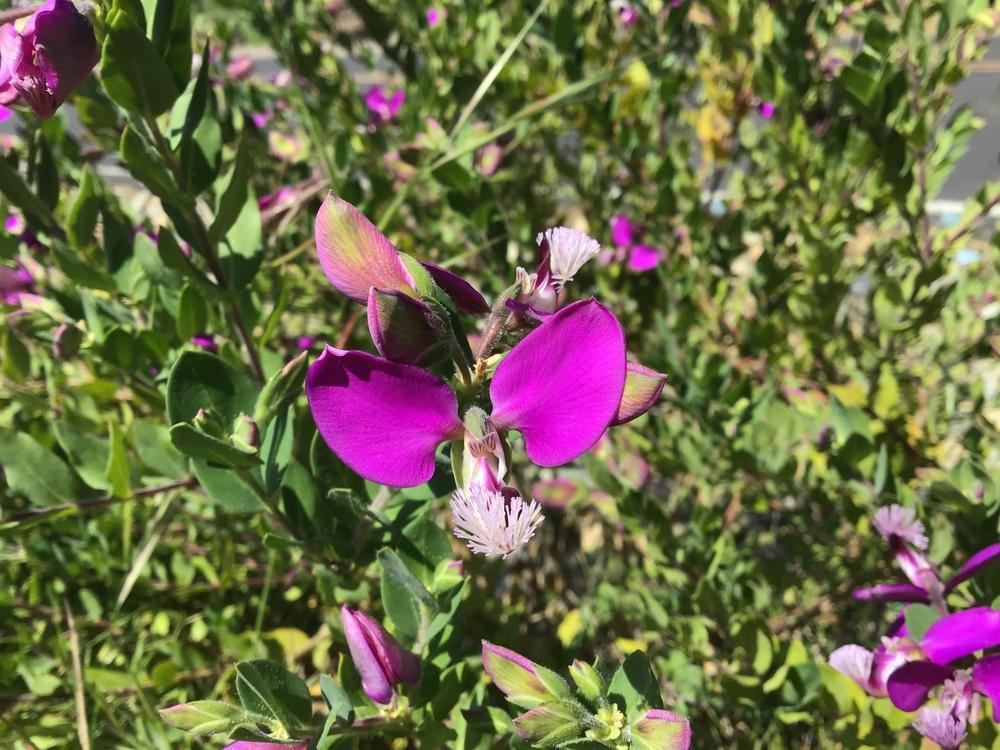 Photo of Sweet Pea Bush (Polygala myrtifolia) uploaded by KFredenburg