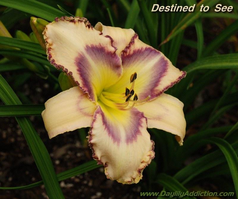 Photo of Daylily (Hemerocallis 'Destined to See') uploaded by adc1947
