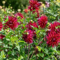 Location: Dahlia Hill, Midland, Michigan
Date: 2018-09-08
Juanita is a dusty red cactus form dahlia whose lower petals tend