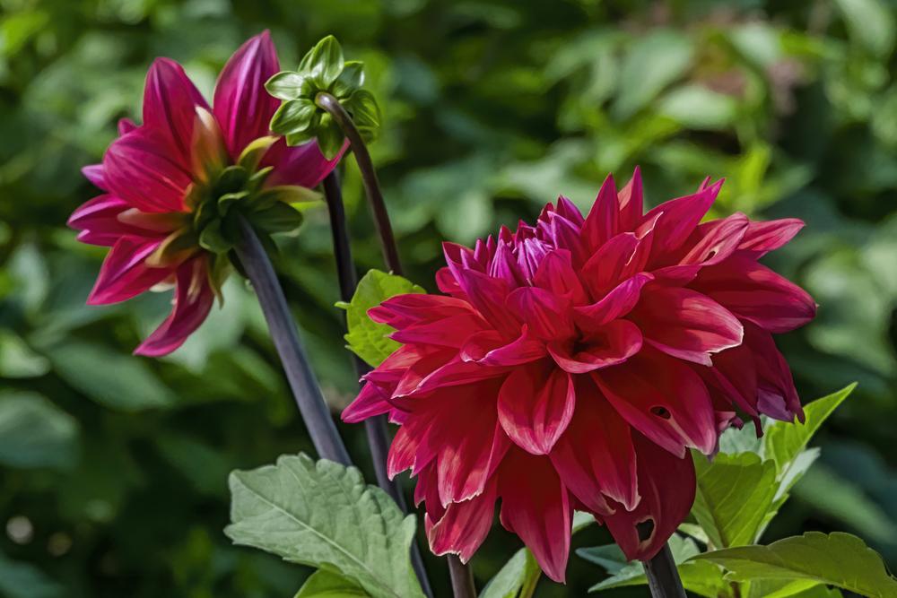 Photo of Dahlia 'American Beauty' uploaded by arctangent