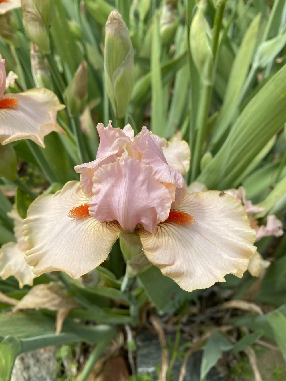 Photo of Tall Bearded Iris (Iris 'Inspired') uploaded by iciris