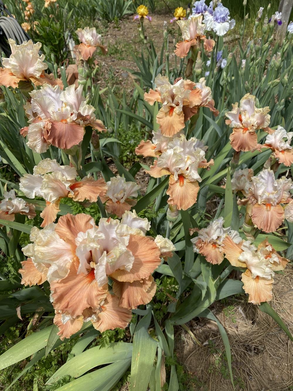 Photo of Tall Bearded Iris (Iris 'Frosted Rose') uploaded by iciris