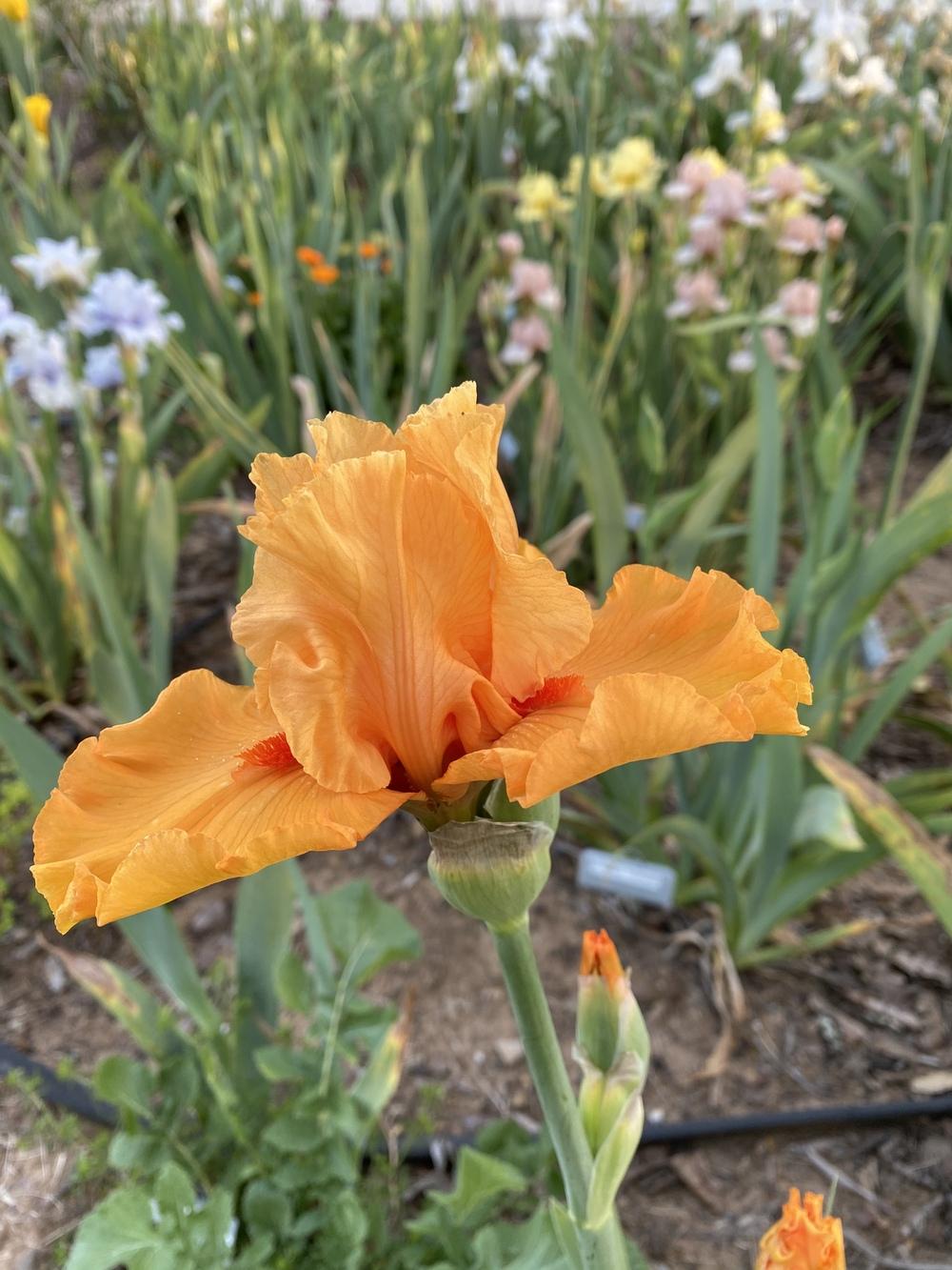 Photo of Tall Bearded Iris (Iris 'Blinded By the Light') uploaded by iciris
