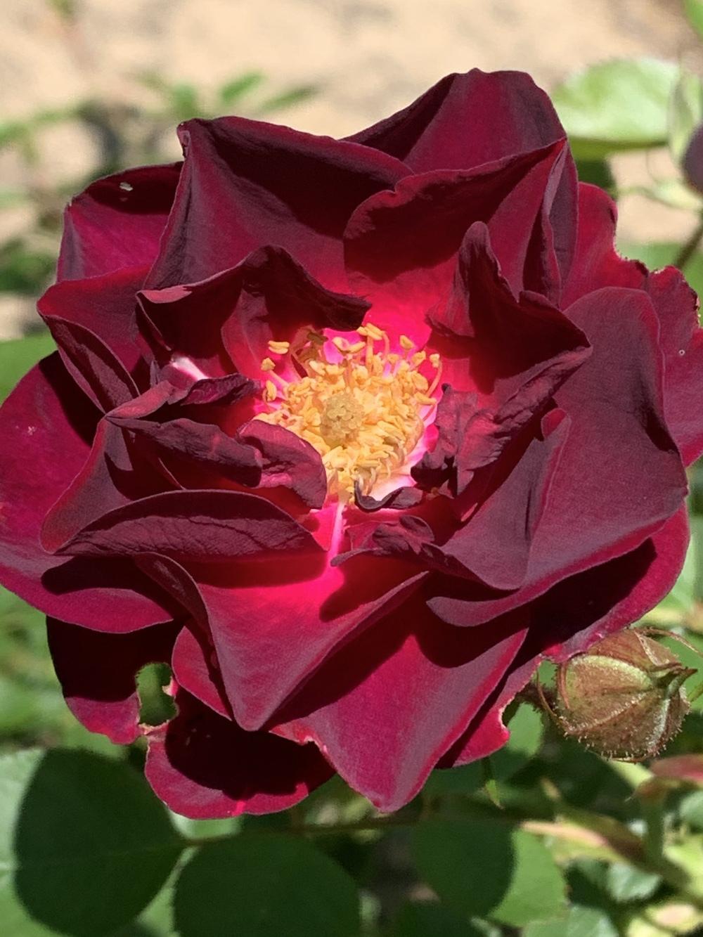 Photo of Rose (Rosa 'Crimson Glory') uploaded by ironhorsecowgirl