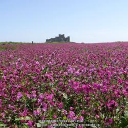 Location: Bamburgh, Northumberland UK
Date: 2015-05-23
Moor field planted as a conservation crop