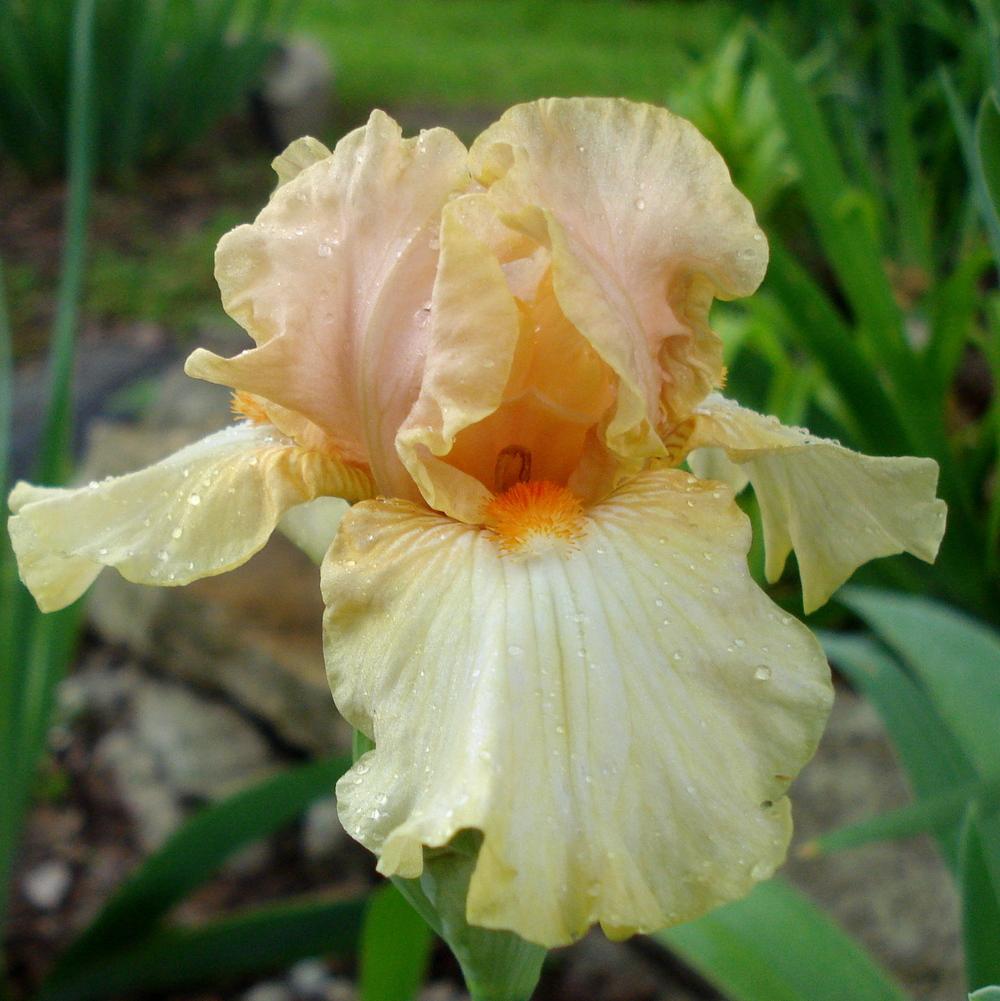 Photo of Border Bearded Iris (Iris 'Bundle of Love') uploaded by lovemyhouse